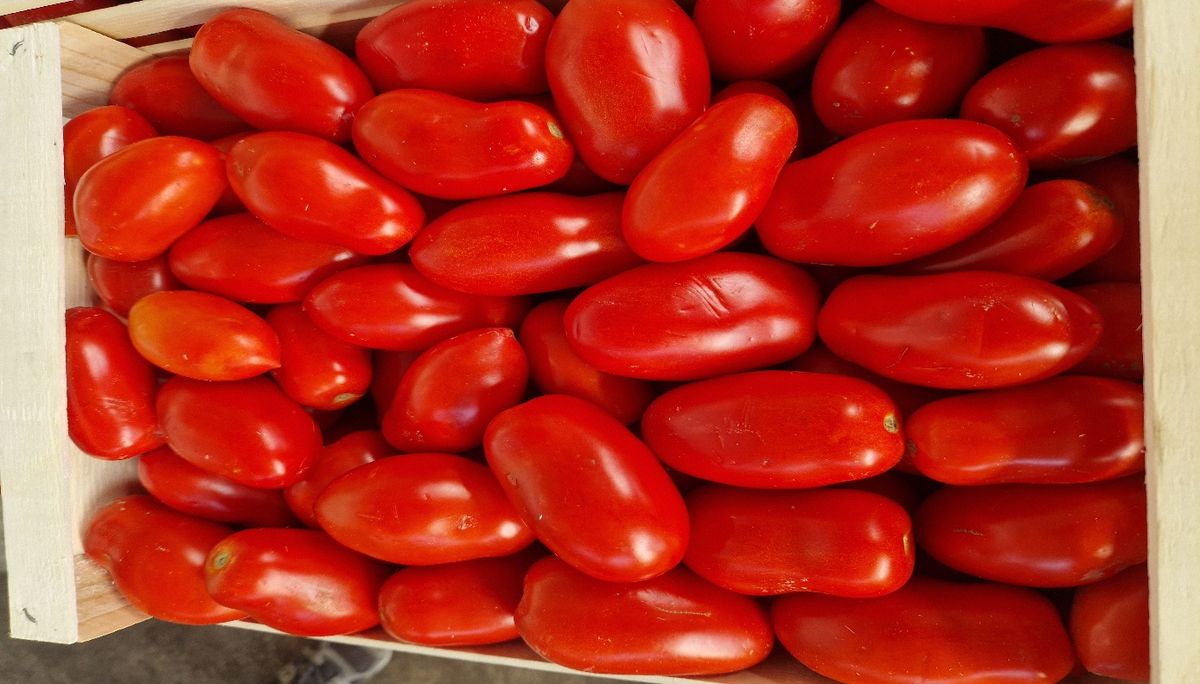 Pomodoro da sugo - Puglia, prezzo 0,75 e 0,85 euro/kg
